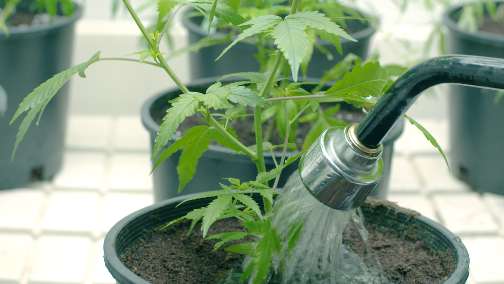 Growing Marijuana with Water