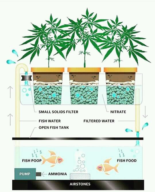 Aquaponics weed growing