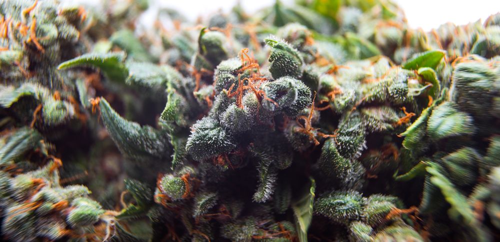 Guide to Autoflowering Marijuana Seeds