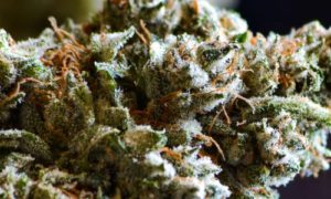  the strongest strain in the history of cannabis