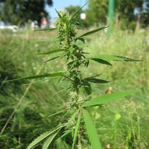 autoflowering marijuana strains