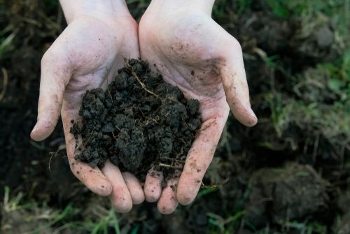 marijuana plants need a lot of nutrients during their lifecycle