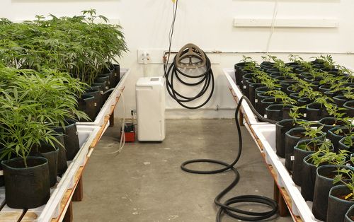 watering and lighting for growing weed