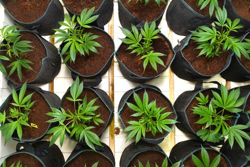 Choose the containers for growing marijuana