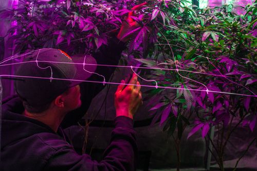 light management like important element to growing weed indoors