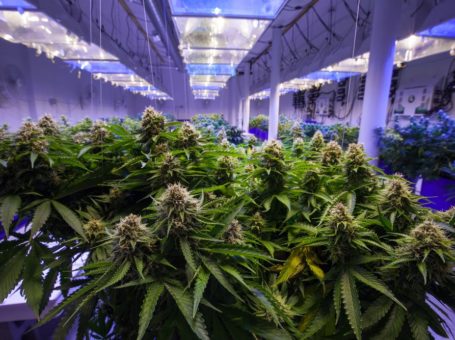 about Growing Weed Indoors, sets a range of challenges
