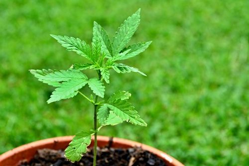 weed cultivators choose to plant cannabis in containers so that they could easily move them depending on the weather