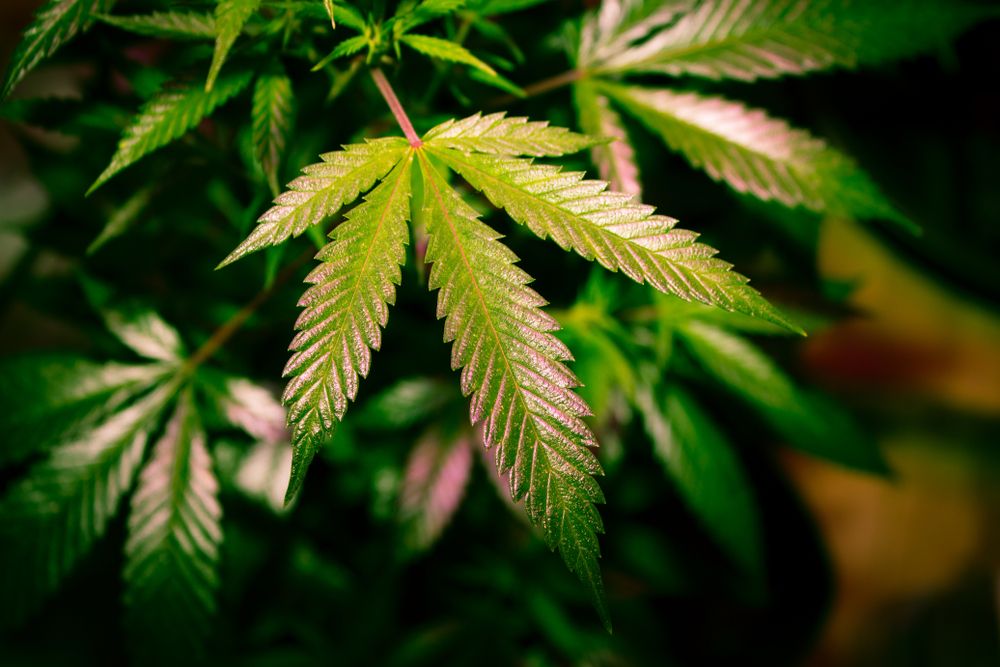 legally buy marijuana at any dispensary in California