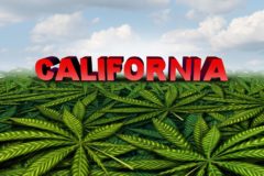 What You Need to Know about Marijuana Legalization in California