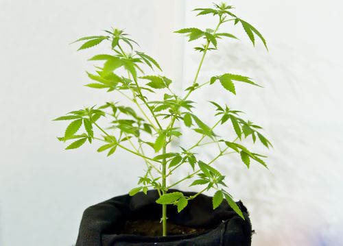 hemp plants to Detoxify Your Home