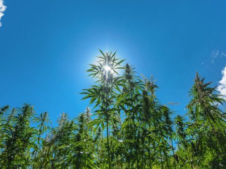 Growing Weed Outdoors: Important Guidelines