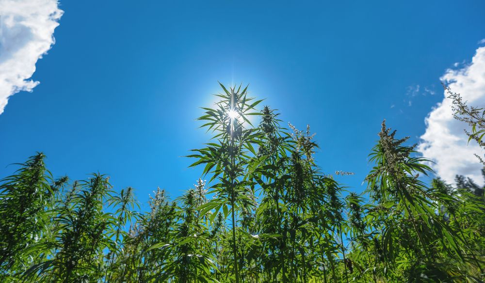 Growing Weed Outdoors: Important Guidelines