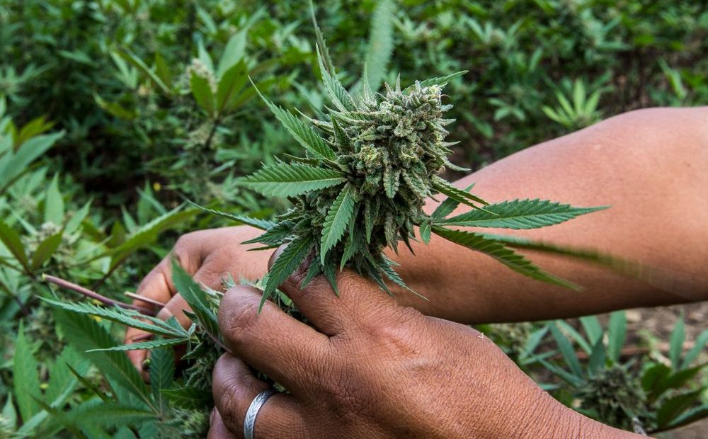 What Factors Affect the Weed’s Growing, Harvest, and Availability