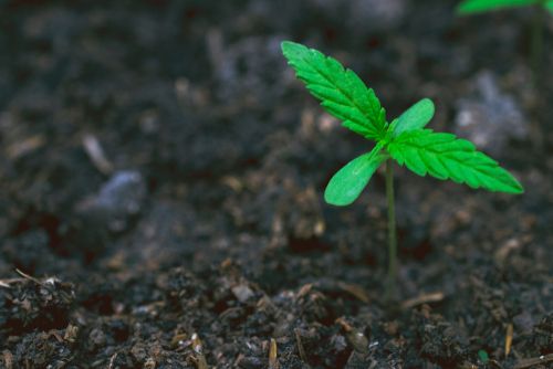 many growers believe that outdoor soil is best for harvesting cannabis